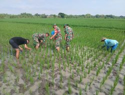 Babinsa Bergotong Royong Membersihkan Hama Rumput, Memberikan Kontribusi Dalam Meningkatkan Kesejahteraan Petani Babinsa Bergotong Royong Membersihkan Hama Rumput, Memberikan Kontribusi Dalam Meningkatkan Kesejahteraan Petani