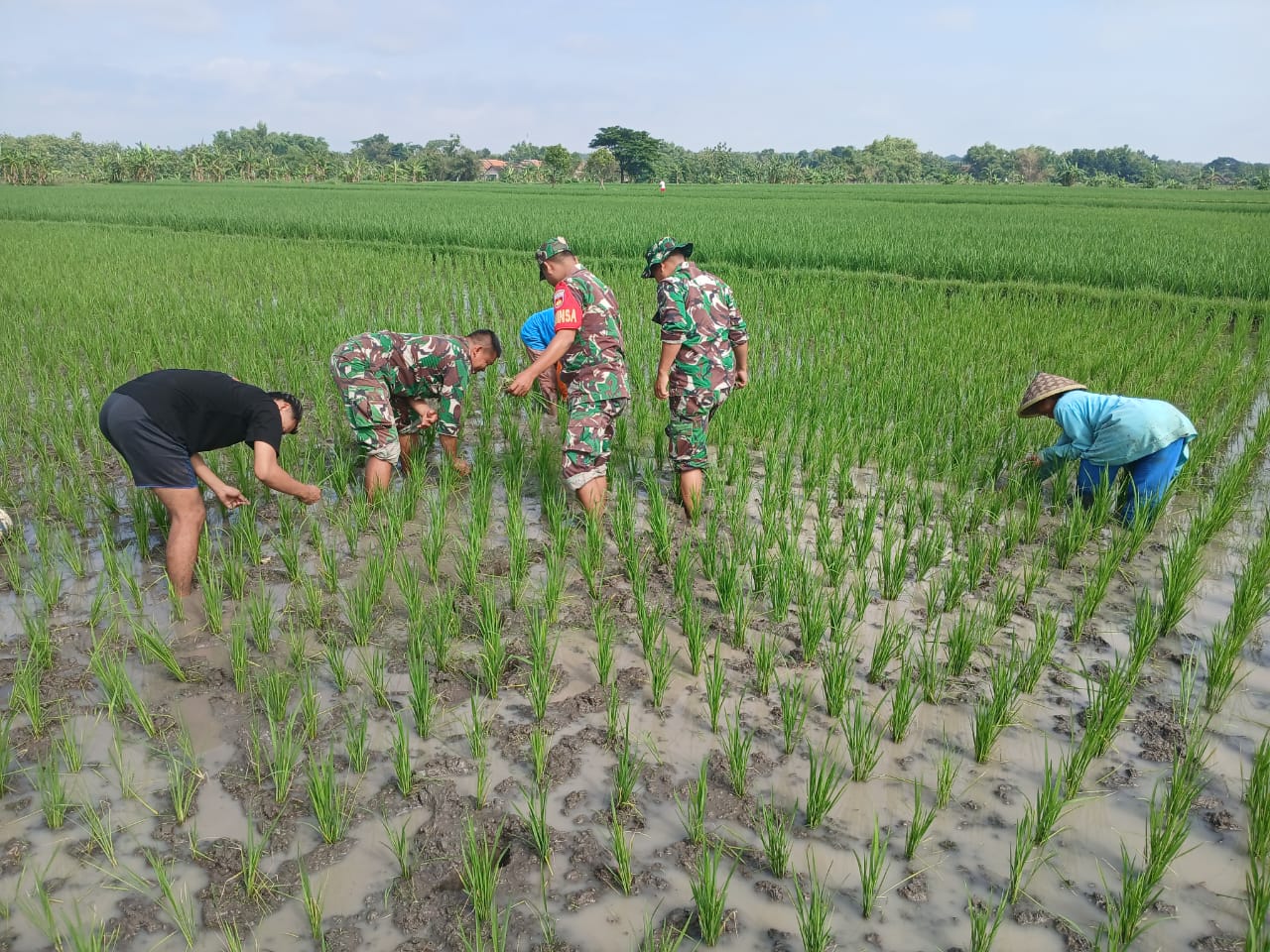 Babinsa Bergotong Royong Membersihkan Hama Rumput, Memberikan Kontribusi Dalam Meningkatkan Kesejahteraan Petani