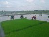 Percepat Masa Tanam, Mustofa Bantu Cabuti Bibit Padi