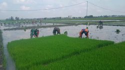 Percepat Masa Tanam, Mustofa Bantu Cabuti Bibit Padi