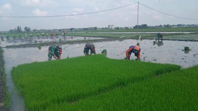 Percepat Masa Tanam, Mustofa Bantu Cabuti Bibit Padi
