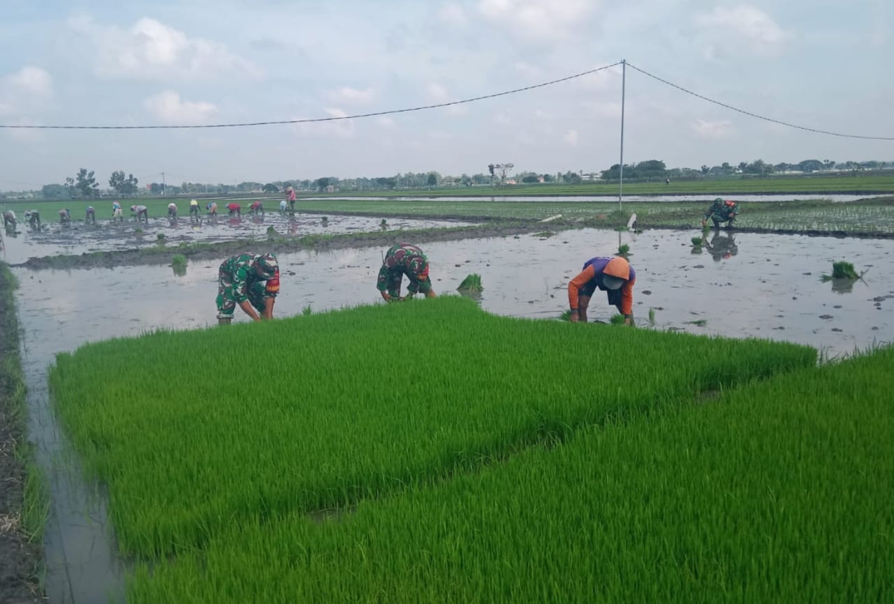 Percepat Masa Tanam, Mustofa Bantu Cabuti Bibit Padi