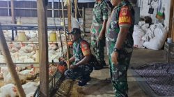 Babinsa Awasi Kesehatan Ternak Ayam Potong Warga, Upaya Meningkatkan Pendapatan