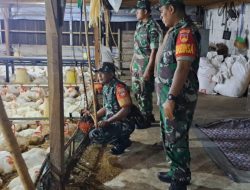 Babinsa Awasi Kesehatan Ternak Ayam Potong Warga, Upaya Meningkatkan Pendapatan