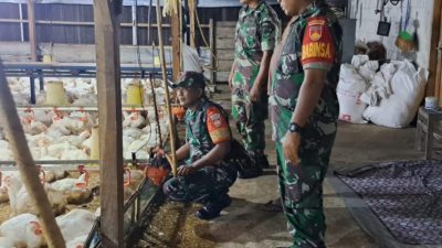 Babinsa Awasi Kesehatan Ternak Ayam Potong Warga, Upaya Meningkatkan Pendapatan