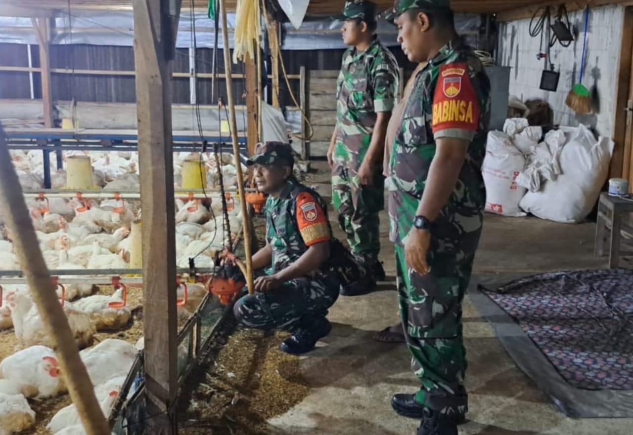 Babinsa Awasi Kesehatan Ternak Ayam Potong Warga, Upaya Meningkatkan Pendapatan