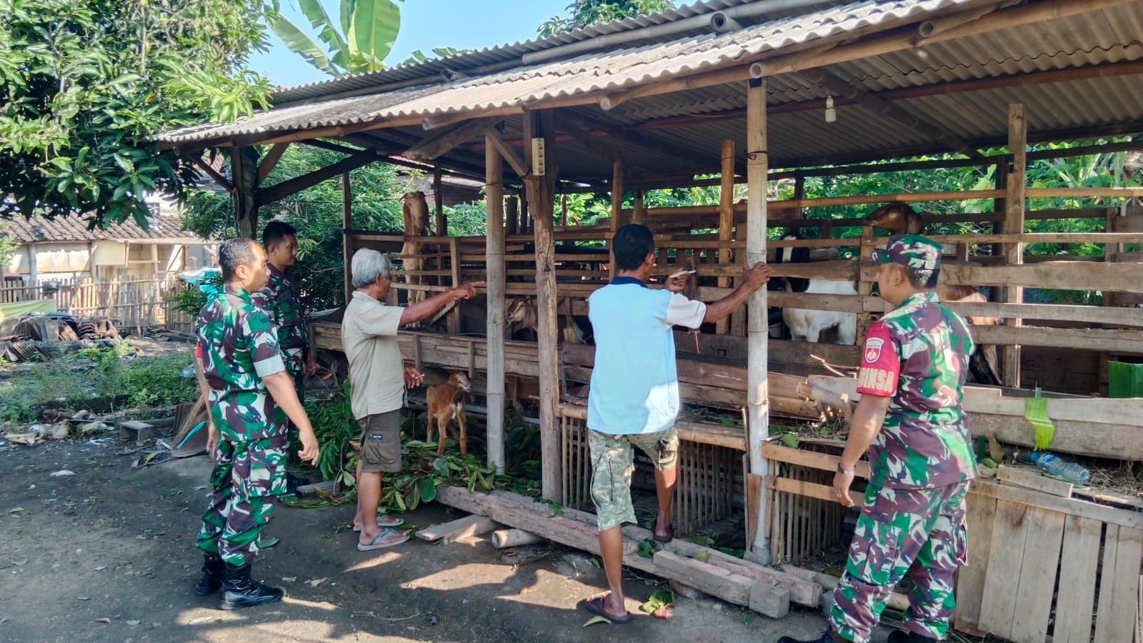 Babinsa Berbagi Informasi, Peternak Kambing di Gemolong Semakin Maju