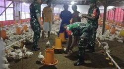 Yasin Dampingi Peternak Ayam Potong Menuju Kesuksesan