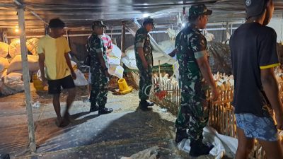 Babinsa Cek Kondisi Peternakan Ayam Potong, Himbau Kebersihan untuk Cegah Penyakit