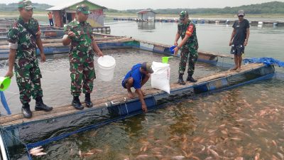 Babinsa Sambangi Peternak Nila, Jalin Sinergi dan Dukung Peningkatan Produksi