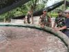 Babinsa Semangati Peternak Nila Menuju Kesuksesan