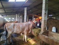 Babinsa Menjaga Keberlangsungan Peternakan Sapi Melalui Pendataan Akurat