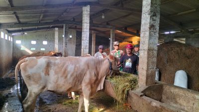 Babinsa Menjaga Keberlangsungan Peternakan Sapi Melalui Pendataan Akurat