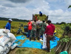 Musim Panen Tiba, Babinsa Hadir di Sawah Dampingi Petani Musim Panen Tiba, Babinsa Hadir di Sawah Dampingi Petani