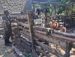Budi Dampingi Peternak Kambing di Sambungmacan, Berikan Motivasi