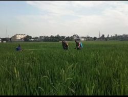 Babinsa Lakukan Pendampingan Penyemprotan Padi, Dukung Upaya Petani Tingkatkan Hasil Panen Babinsa Lakukan Pendampingan Penyemprotan Padi, Dukung Upaya Petani Tingkatkan Hasil Panen