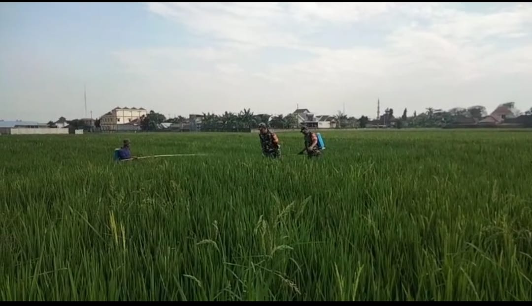 Babinsa Lakukan Pendampingan Penyemprotan Padi, Dukung Upaya Petani Tingkatkan Hasil Panen Babinsa Lakukan Pendampingan Penyemprotan Padi, Dukung Upaya Petani Tingkatkan Hasil Panen