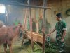 Burhan Cek Kebersihan Kandang Sapi, Pastikan Ternak Warga Sehat dan Terawat