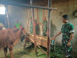 Burhan Cek Kebersihan Kandang Sapi, Pastikan Ternak Warga Sehat dan Terawat Burhan Cek Kebersihan Kandang Sapi, Pastikan Ternak Warga Sehat dan Terawat