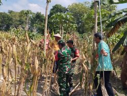Babinsa Bantu Petani Panen Jagung, Wujud Kepedulian terhadap Ketahanan Pangan Babinsa Bantu Petani Panen Jagung, Wujud Kepedulian terhadap Ketahanan Pangan