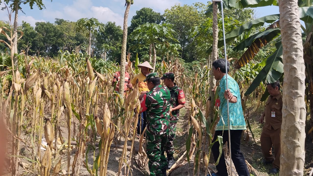 Babinsa Bantu Petani Panen Jagung, Wujud Kepedulian terhadap Ketahanan Pangan Babinsa Bantu Petani Panen Jagung, Wujud Kepedulian terhadap Ketahanan Pangan