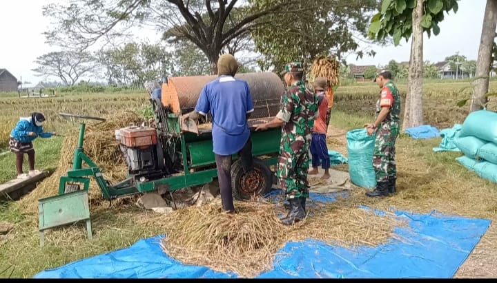 Tak Takut Gatal, Babinsa Bergelut dengan Tleser Demi Bantu Petani Tak Takut Gatal, Babinsa Bergelut dengan Tleser Demi Bantu Petani