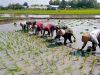 Babinsa Terjun ke Sawah Berlumpur, Tanam Padi Bersama Petani