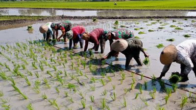 Babinsa Terjun ke Sawah Berlumpur, Tanam Padi Bersama Petani Babinsa Terjun ke Sawah Berlumpur, Tanam Padi Bersama Petani