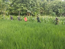 Babinsa Turun Langsung Atasi Gulma Babinsa Turun Langsung Atasi Gulma