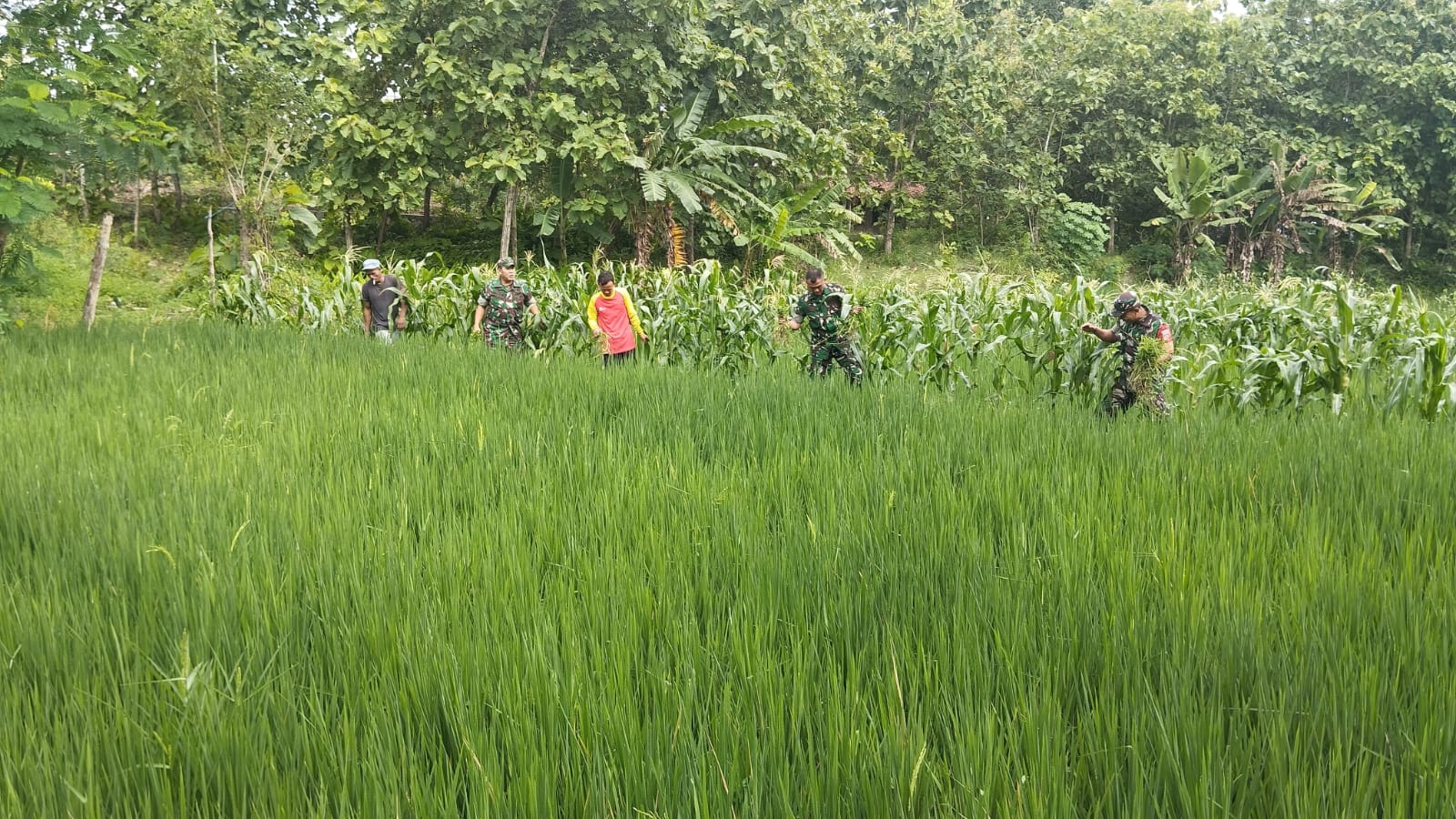 Babinsa Turun Langsung Atasi Gulma Babinsa Turun Langsung Atasi Gulma