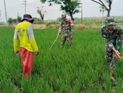 Cegah Hama Merajalela, Babinsa Turun ke Sawah Lakukan Penyemprotan Pestisida Bersama Petani Cegah Hama Merajalela, Babinsa Turun ke Sawah Lakukan Penyemprotan Pestisida Bersama Petani