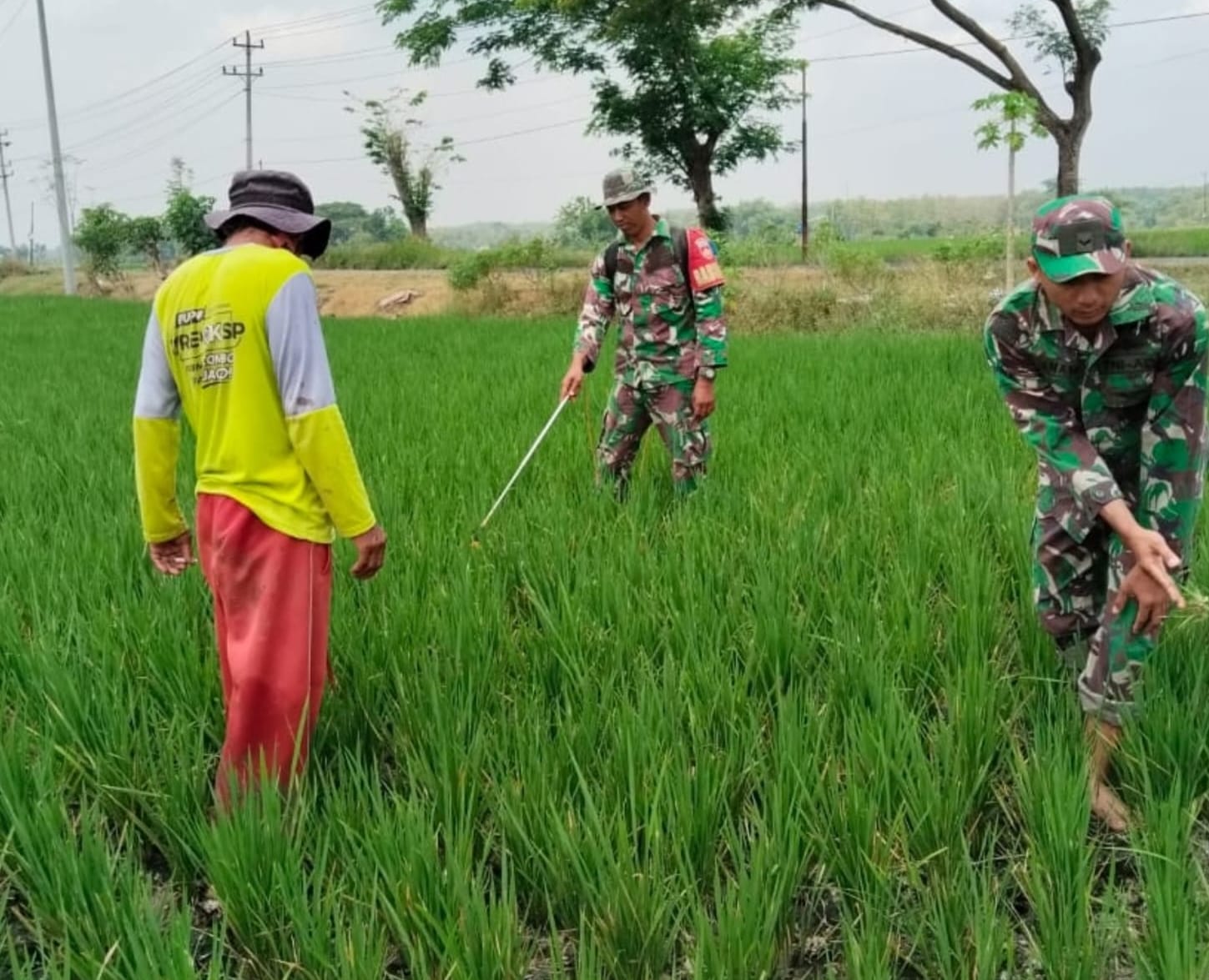 Cegah Hama Merajalela, Babinsa Turun ke Sawah Lakukan Penyemprotan Pestisida Bersama Petani Cegah Hama Merajalela, Babinsa Turun ke Sawah Lakukan Penyemprotan Pestisida Bersama Petani