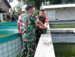 Babinsa Sosialisasi Pentingnya Pemberian Pakan Berkualitas untuk Ikan Lele Babinsa Sosialisasi Pentingnya Pemberian Pakan Berkualitas untuk Ikan Lele