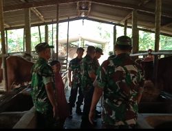 Danramil Karangmalang  Pantau Peternak Sapi, Ikut Senang Lihat Hewan Ternak Warga Gemuk dan Sehat Danramil Karangmalang  Pantau Peternak Sapi, Ikut Senang Lihat Hewan Ternak Warga Gemuk dan Sehat