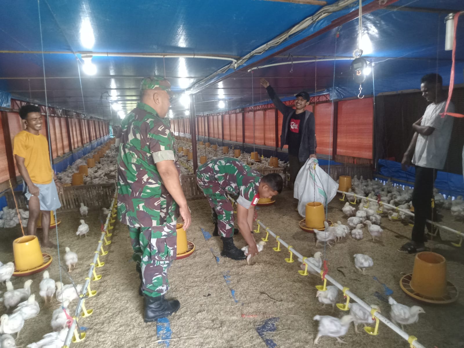 Batuud Cek Kesehatan Ayam Potong, Himbau Peternak Jaga Kebersihan Kandang Batuud Cek Kesehatan Ayam Potong, Himbau Peternak Jaga Kebersihan Kandang