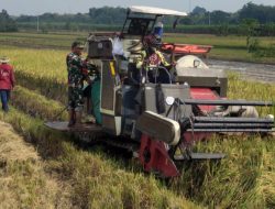 Efisiensi Kerja, Babinsa Bantu Petani Panen Padi Menggunakan Mesin Combi Efisiensi Kerja, Babinsa Bantu Petani Panen Padi Menggunakan Mesin Combi