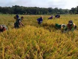 Babinsa Membaur Dengan Petani Saat Panen Padi Babinsa Membaur Dengan Petani Saat Panen Padi
