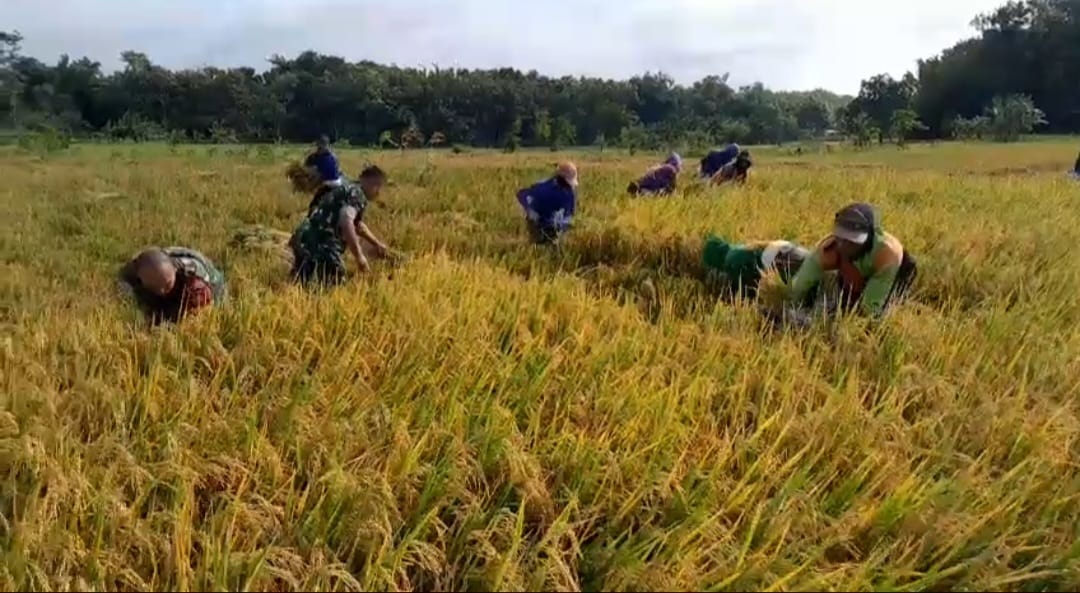 Babinsa Membaur Dengan Petani Saat Panen Padi Babinsa Membaur Dengan Petani Saat Panen Padi