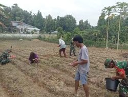Babinsa Turun ke Lahan, Bantu Petani Tanam Jagung Babinsa Turun ke Lahan, Bantu Petani Tanam Jagung