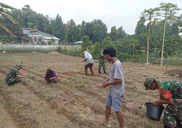 Babinsa Turun ke Lahan, Bantu Petani Tanam Jagung Babinsa Turun ke Lahan, Bantu Petani Tanam Jagung