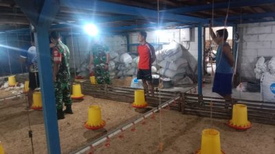 Babinsa Berikan Arahan Kebersihan Kandang Ayam Potong, Upaya Tingkatkan Kesehatan Ternak dan Produktivitas Peternak Babinsa Berikan Arahan Kebersihan Kandang Ayam Potong, Upaya Tingkatkan Kesehatan Ternak dan Produktivitas Peternak