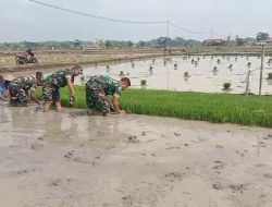 Babinsa Bantu Penyiapan Bibit Padi, Langkah Awal Untuk Meningkatkan Produksi Padi