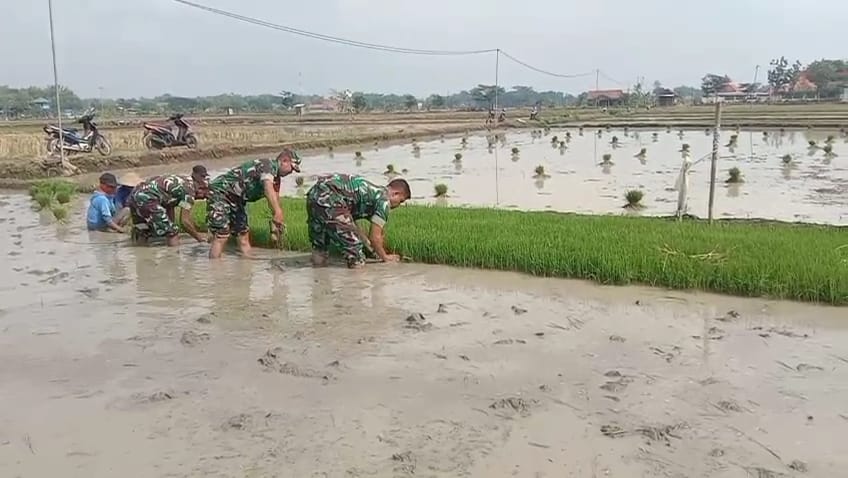 Babinsa Bantu Penyiapan Bibit Padi, Langkah Awal Untuk Meningkatkan Produksi Padi