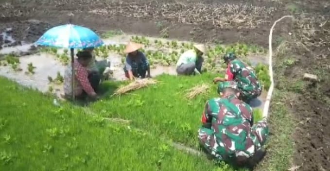 Babinsa Bantu Daud Bibit Padi untuk Ditanam di Lahan Pertanian, Dukung Swasembada Pangan