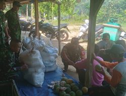Babinsa Kunjungi Petani Jeruk Bali Dukung Peningkatan Produksi Pertanian