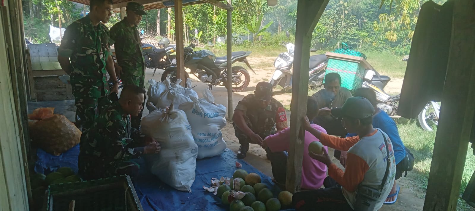 Babinsa Kunjungi Petani Jeruk Bali Dukung Peningkatan Produksi Pertanian