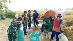 Babinsa Panen Padi, Bantu Kesulitan Petani di Wilayah