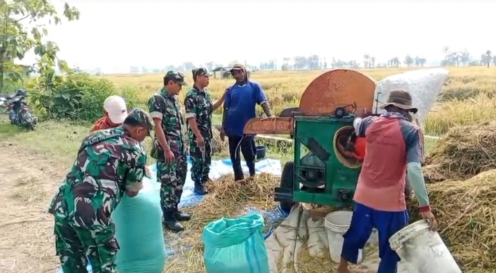 Babinsa Panen Padi, Bantu Kesulitan Petani di Wilayah