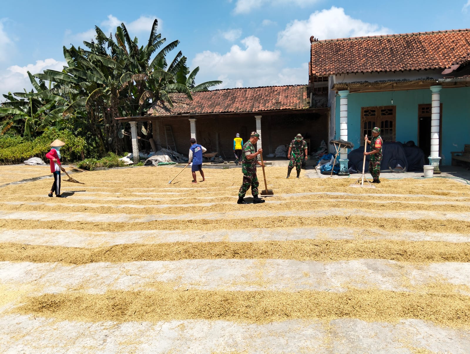 Babinsa Bantu Jaga Kualitas Padi Petani Dengan Penjemuran