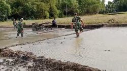 Babinsa Lakukan Pendampingan Pengolahan Lahan Sawah Untuk Persiapan Tanam Babinsa Lakukan Pendampingan Pengolahan Lahan Sawah Untuk Persiapan Tanam